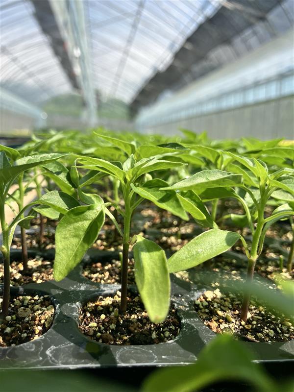 トウガラシ育苗.jpg