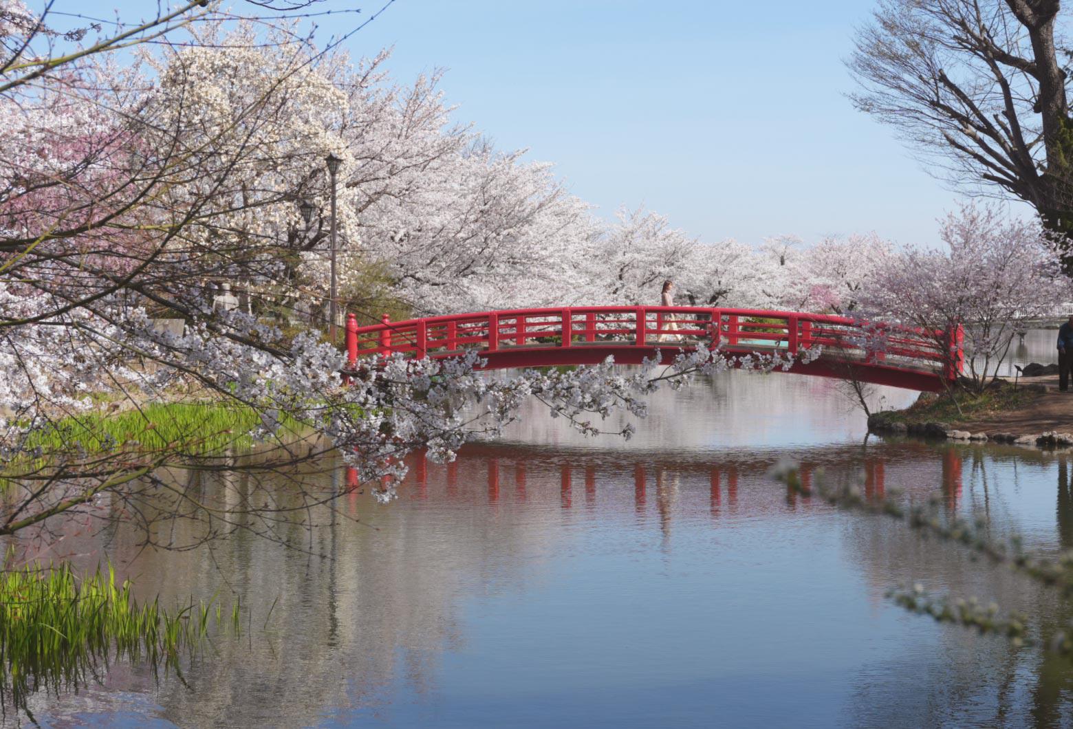 桜